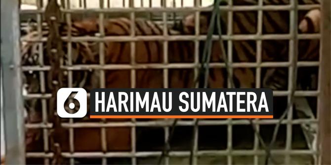 VIDEO: Detik-Detik Evakuasi Harimau Sumatera Terjerat 3 Hari di Hutan