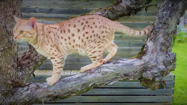 Ocicat