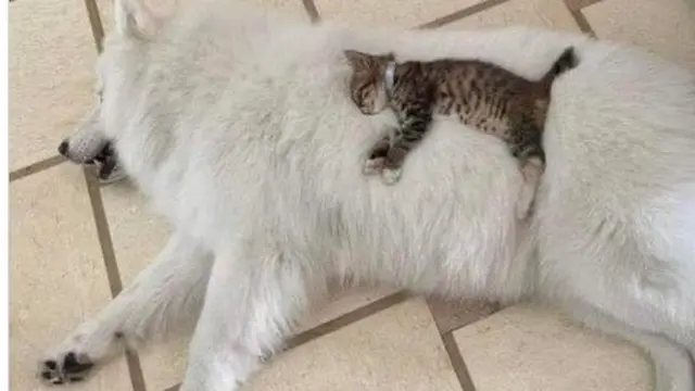 6 Potret Anak Kucing Salah Kira Induk Ini Kocak, Krisis Identitas