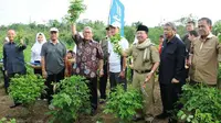 Budidaya Indigofera mampu memberikan penghasilan bagi petani berkisar Rp. 2,8 - 3,6 Juta/ha/bulan.