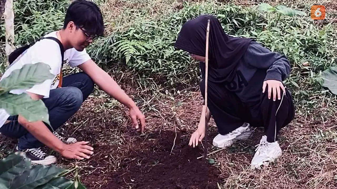 Penanaman bibit kopi