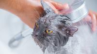 How to bathe a cat. (Photo: Karin Chantanaprayura/Pexels)