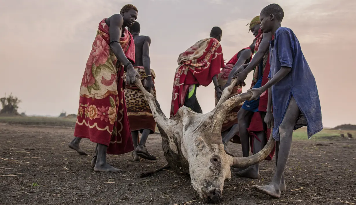 Penggembala dari suku Dinka menarik seekor sapi yang mati akibat sengatan kalajengking di kamp ternak mereka di Mingkaman, Lakes State, Sudan Selatan, Minggu (4/3). Musim kemarau terjadi di Sudan Selatan antara Desember dan Mei. (Stefanie GLINSKI/AFP)