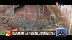Evakuasi buaya sepanjang 3,5 meter di Cipayung, sebelumnya melibatkan petugas dinas pemadam kebakaran.