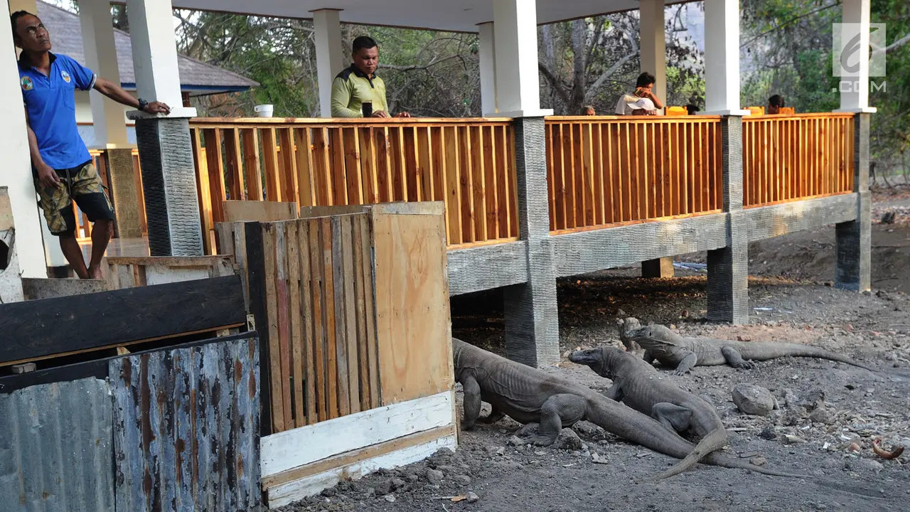 Melihat Interaksi Komodo dengan Manusia di Pulau Rinca