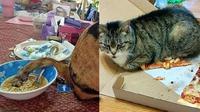 6 Momen Apes Gagal Makan Karena Tingkah Kucing Ini Bikin Geregetan (sumber: Instagram/negaraberkembang)