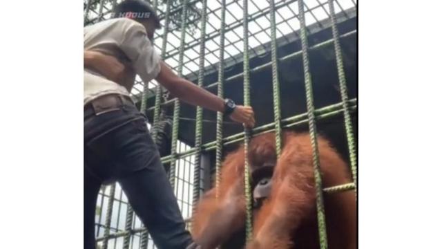 Tangkapan layar video viral pria ditarik orangutan di Kebun Binatang Kasang Kulim setelah nekat melewati batas aman demi buat konten.