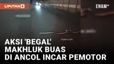 Pemotor 'Dibegal' Ular Sanca di Ancol