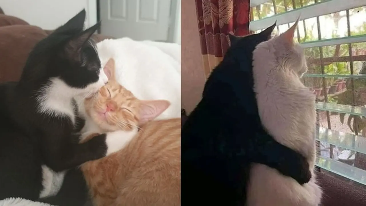 6 Tingkah Kucing Saling Bermesraan Ini Bikin Majikan Senyum