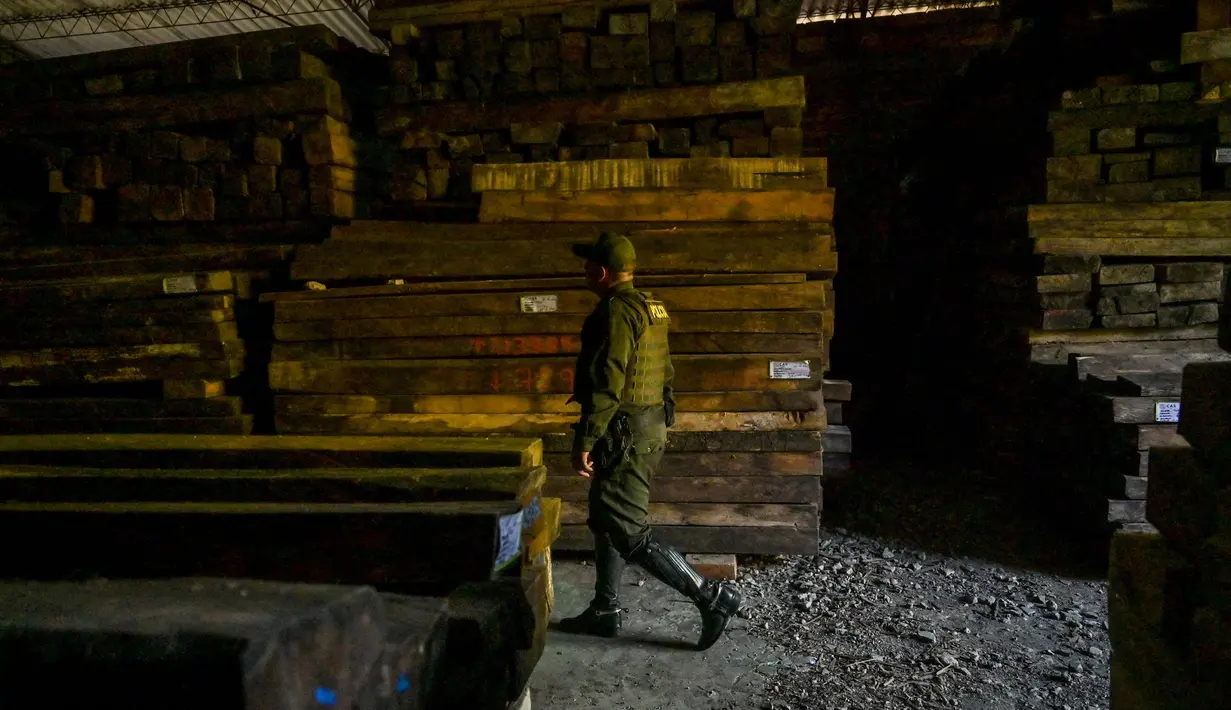 Seorang petugas polisi menunjukkan kayu ilegal di sebuah gudang di kotamadya Socorro, Santader, Kolombia, pada 3 Desember 2023. (Juan BARRETO/AFP)