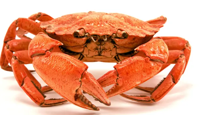 (C) foodtruthonline.com