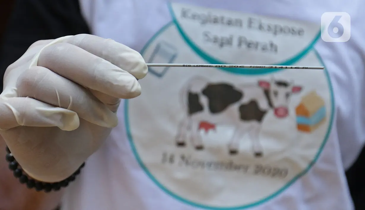 Petugas menunjukkan hasil sperma di pertenakan sapi, Pengadegan, Jakarta, Sabtu (14/11/2020). Dinas KPKP DKI meningkatkan produksi ternak sapi dan kerbau melalui metode Inseminasi Buatan atau kawin suntik, pemeriksaan kebuntingan dan penanganan ganggunan reproduksi. (Liputan6.com/Herman Zakharia)