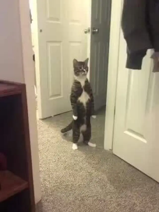 10 Potret Lucu Kucing Berdiri dengan Dua Kaki Ini Gemas Banget