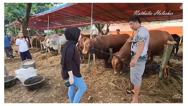 Pertama Kali Berkurban, Ini 9 Potret Nathalie Holscher Cari Hewan Kurban