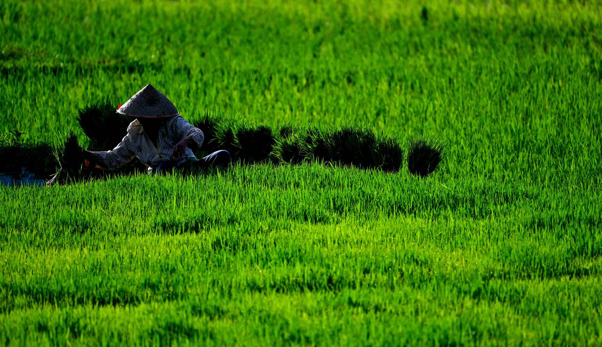 Angka tersebut menunjukkan adanya kenaikan sekitar 6,09 ribu hektare atau 2,02 persen dibandingkan dengan luas panen padi pada 2024 yang sebesar 301,20 ribu hektare. Tampak dalam foto, seorang petani menarik bibit padi untuk ditanam di sawah di Lhoknga, Provinsi Aceh pada Kamis 20 November 2025. (CHAIDEER MAHYUDDIN/AFP)