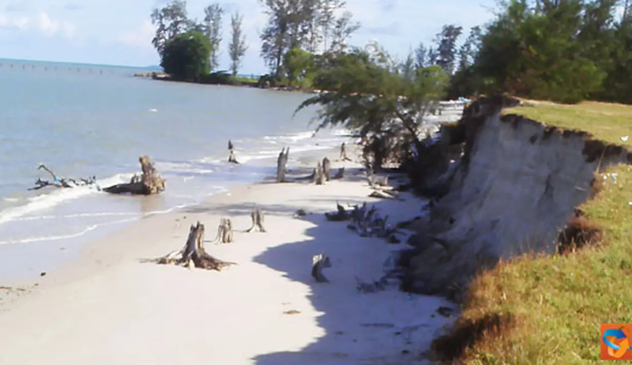 Citizen6, Bangka Belitung: Akibat pencurian besi pemecah ombaak, lahan sekitar pantai terkena abrasi kurang lebih sejauh 15 meter, dan terjadi longsoran tanah sekitar tiga meter. (Pengirim: Muhamad Fatih)