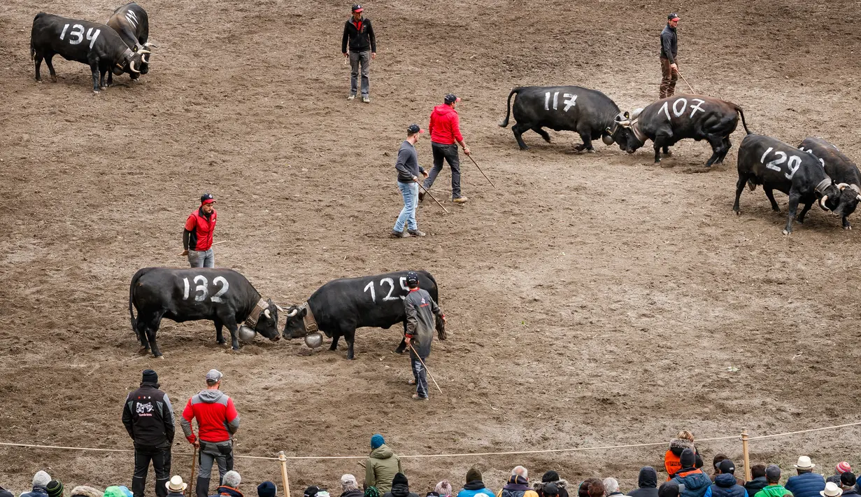 Suasana saat para peternak mengadu sapi Herens mereka pada babak kualifikasi finale nationale de la race d'Herens di Aproz, Swiss, Minggu (5/5/2019). Sapi Herens dianggap kalah jika berpaling dan pergi setelah saling mendorong dengan lawannya. (Valentin Flauraud/Keystone via AP)