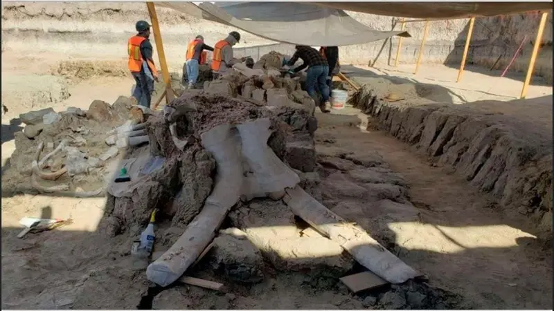 Temuan fosil mamut raksasa oleh sekelompik tim arkeolog di lokasi proyek bandara baru Meksiko.