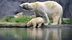 Bayi beruang kutub ditemani sang induk menunjukkan langkah pertamanya di luar kandang kebun binatang di Gelsenkirchen, Jerman, 13 April 2018.  Bayi beruang itu tampak sedikit malu-malu saat menjelajahi kandangnya. (AP Photo/Martin Meissner)