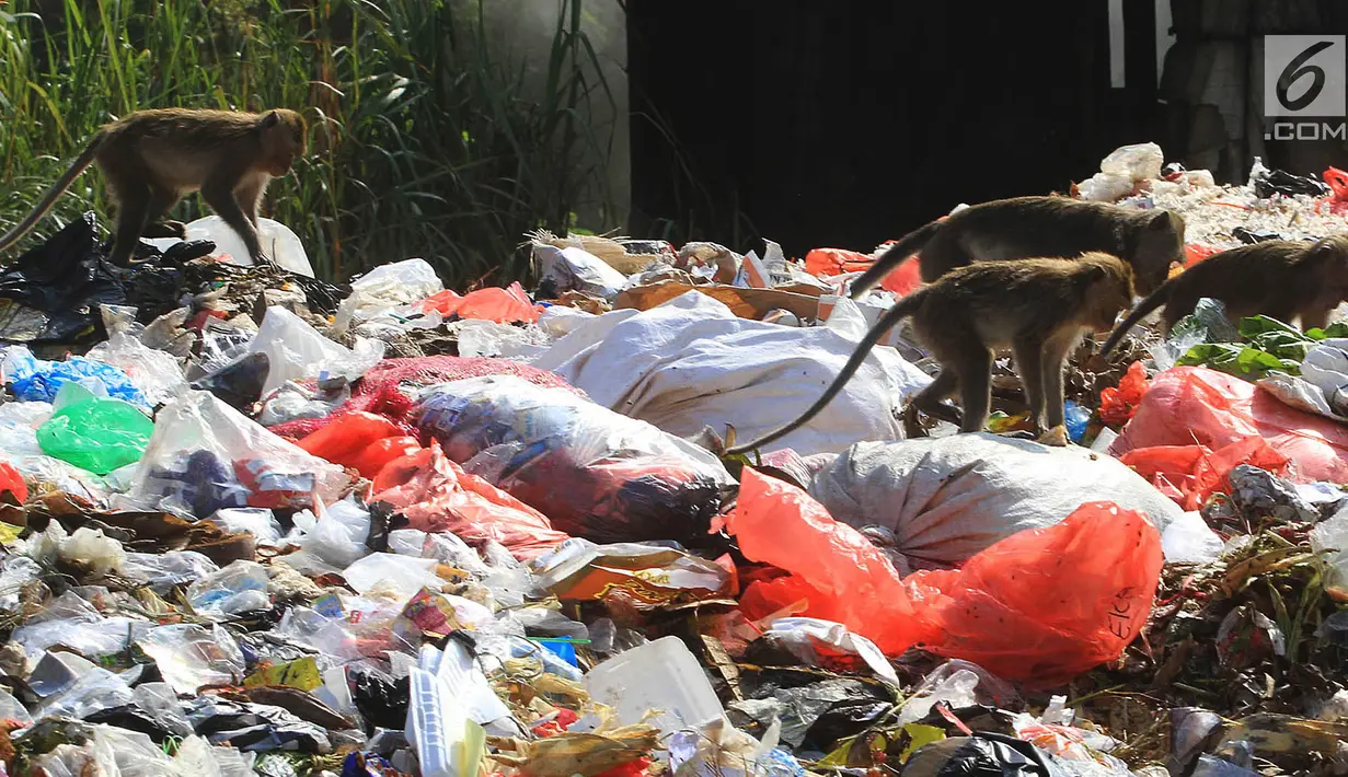 Gerombolan monyet liar melintasi tumpukan sampah di pasar Ciampea Baru,Bogor Selasa (07/08). Monyet tersebut berasal dari tebing kapur Ciampea. (Merdeka.com/Arie Basuki)