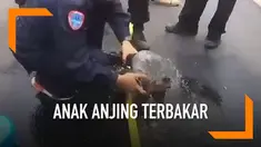 Anak anjing yang berhasil seamat dari kobaran api besar di hutan,walaupun anjing itu sekujur tubunya penuh luka bakar.