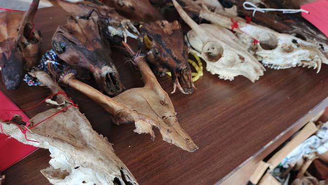 Martapura Geger: Toko Ini Sembunyikan Ribuan Bagian Satwa Langka, dari Tengkorak hingga Paruh, Kini Disita