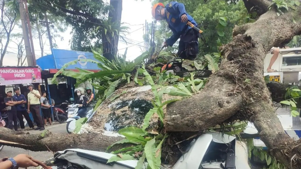 Pohon tumbang menimpa dua mobil dan dua sepeda motor di Jalan Raya Bogor-Sukabumi (Bocimi), Minggu (24/11/2024).