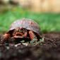Ilustrasi mimpi, hewan kura-kura. (Photo by Autumn Bradley on Unsplash)