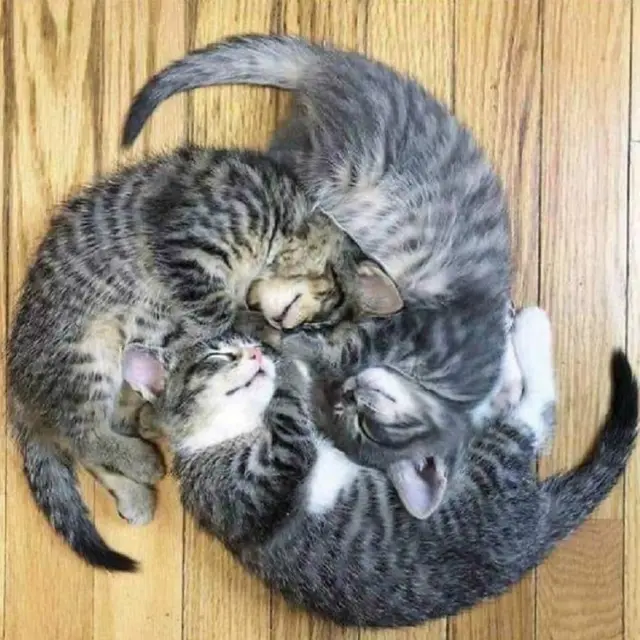 kucing