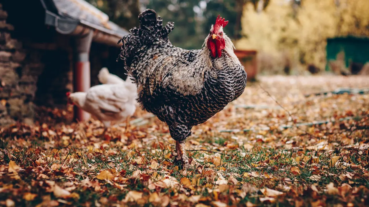 Arti Mimpi Tentang Ayam Pertanda Buruk