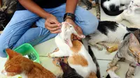 Penjaga kandang merawat kucing lokal terlantar di rumah penampungan kucing dan anjing terlantar Clow di kawasan Parung, Bogor, Jawa Barat, Kamis (22/9/2022). Sumber dana rumah penampungan ini berasal dari kocek pribadi, donasi, dan para anggota pecinta kucing. (merdeka.com/Arie Basuki)