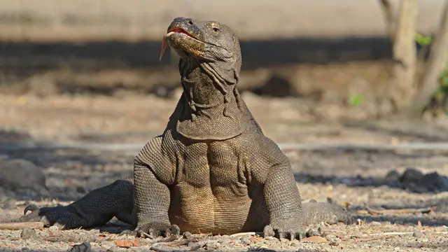 Reptil