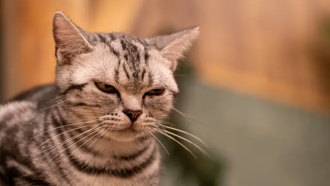 ilustrasi kucing kesal