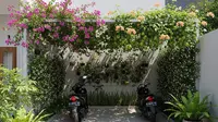 10 Tanaman Rambat yang Bisa Jadi Peneduh Motor di Garasi Rumah, Rimbun &amp; Tahan Panas