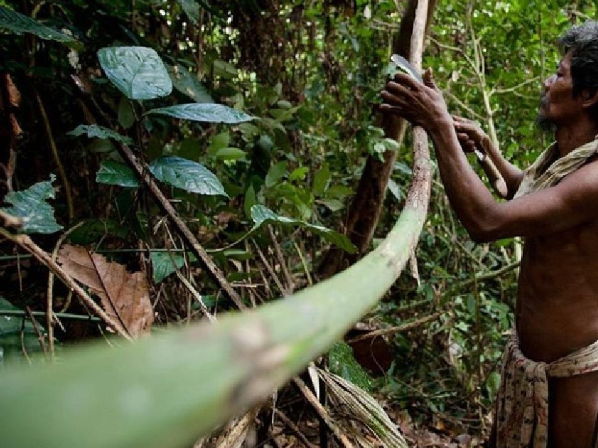 Berburu Sigung, Cara Orang Rimba Jambi Usir Wabah Penyakit ...