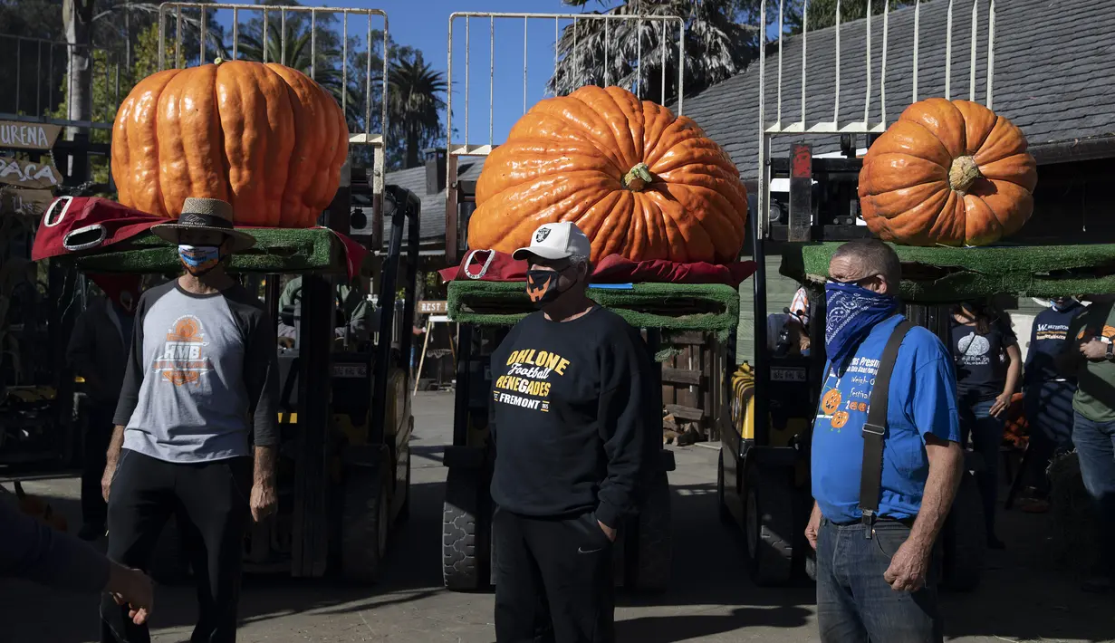 Orang-orang mengikuti kompetisi penimbangan labu tahunan di San Mateo, California, Amerika Serikat (12/10/2020). (Xinhua/Li Jianguo)