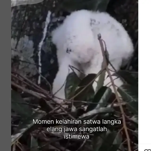 Hewan Langka yang Jadi Inspirasi Lambang Burung Garuda, Elang Jawa Melahirkan di Gunung Halimun Salak.