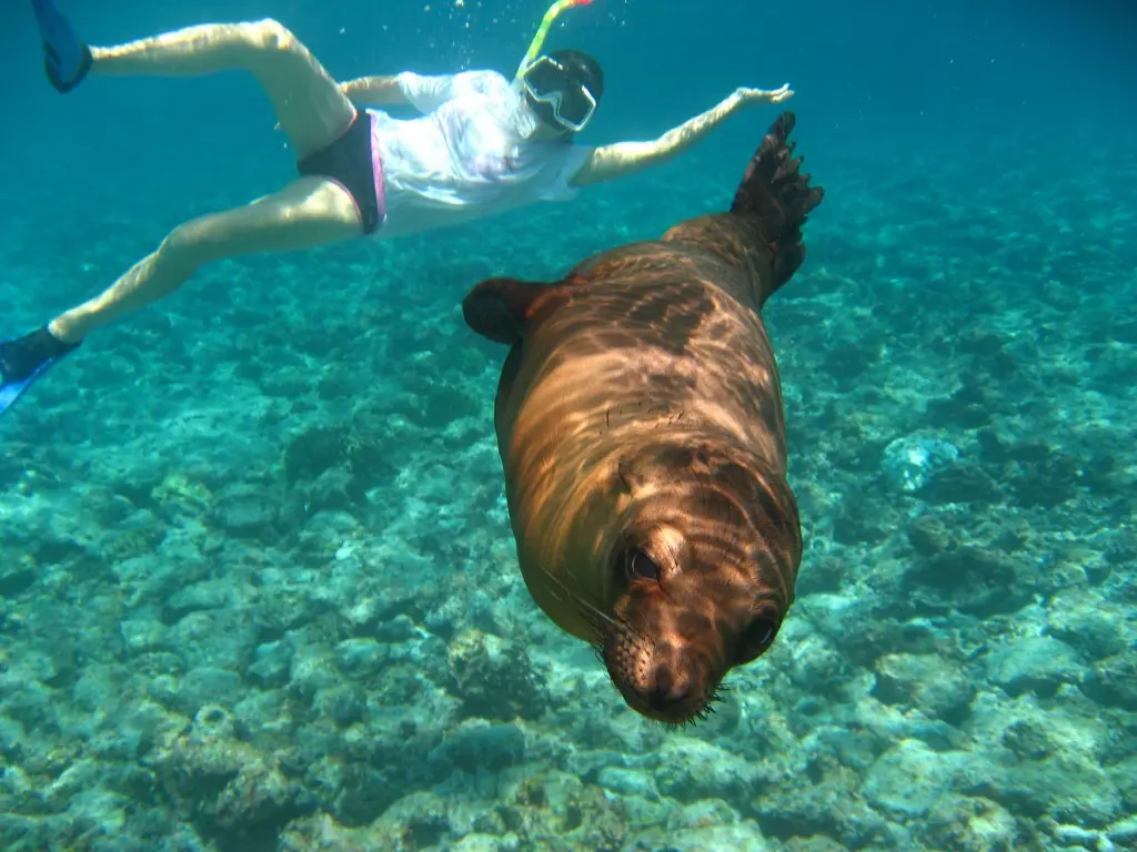 Kepulauan Galapagos, Ekuador. (planetstillalive.com)
