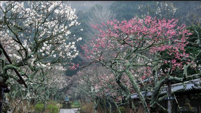 Kuil Matsugaoka Tokei-ji