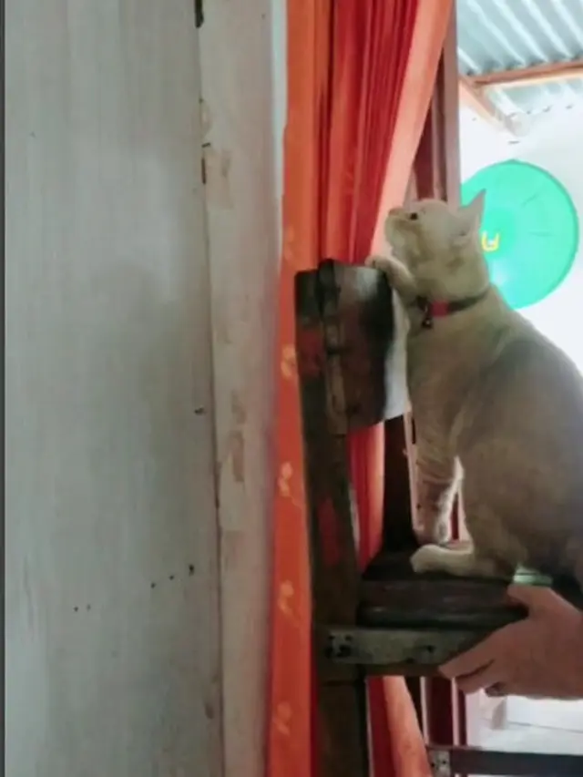 Kucing Oranye Dikenal Barbar, Begini Aksi Lucunya Saat Menangkap Tokek