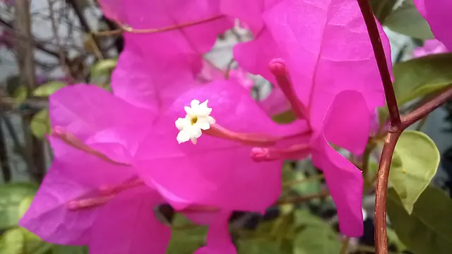 Hasil foto kamera belakang Samsung Galaxy M32 (Liputan6.com/Giovani Dio Prasasti)