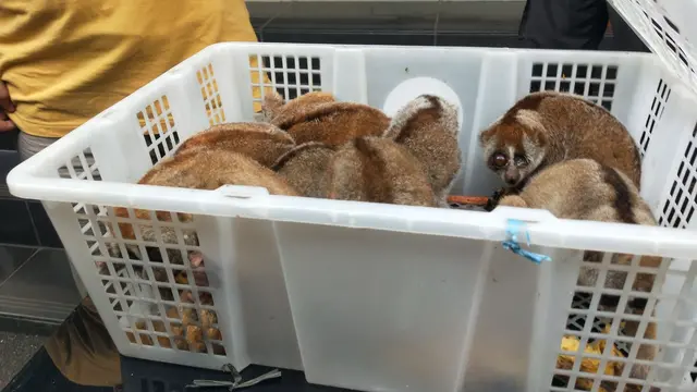 Kisah Pilu Ibu Empat Anak Penjual Satwa Dilindungi di Palembang