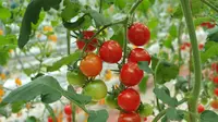 Ilustrasi menanam tomat. (Image by wirestock on Freepik)
