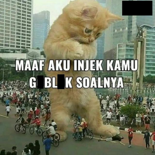 6 Meme Lucu Kucing Ini Bikin Geregetan, Cocok Buat Stiker WhatsApp