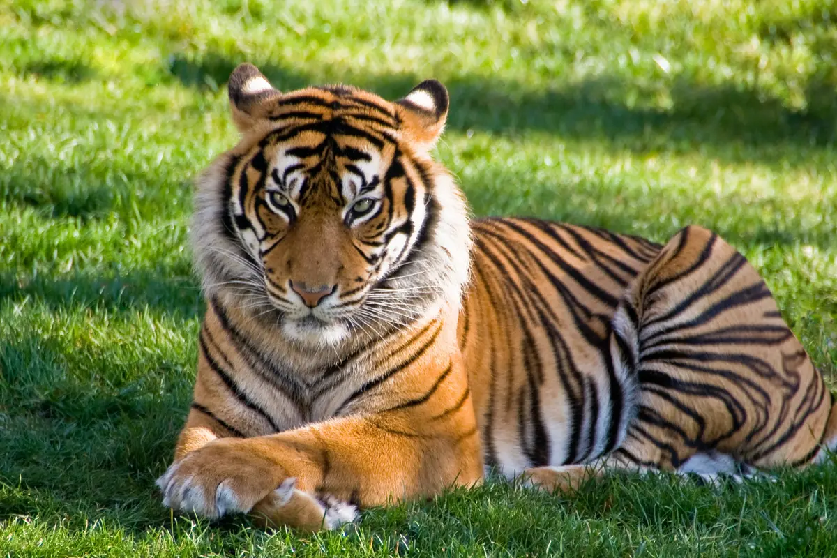 Mimpi Bertemu Harimau