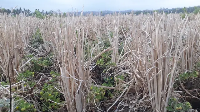 Ilustrasi - Sawah di musim kemarau. (Foto: Liputan6.com/Muhamad Ridlo)