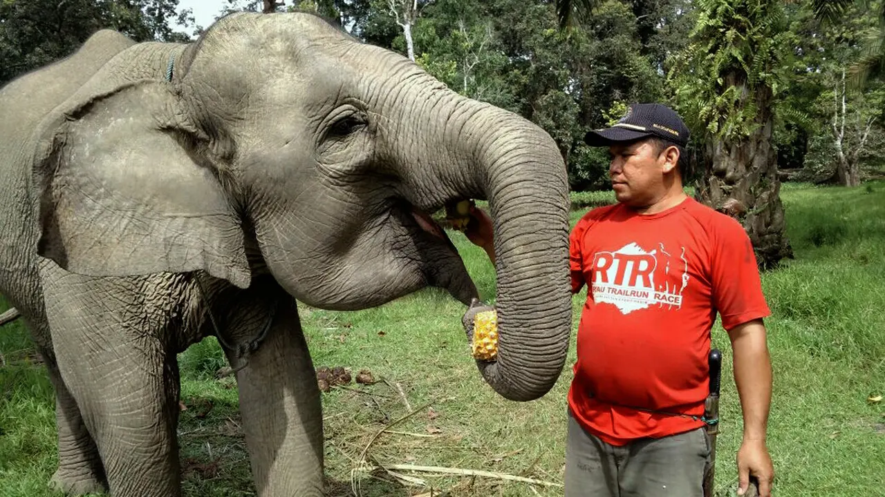 Gajah
