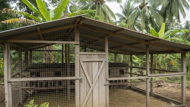 Kandang Kombinasi Kayu dan Kawat Bekas