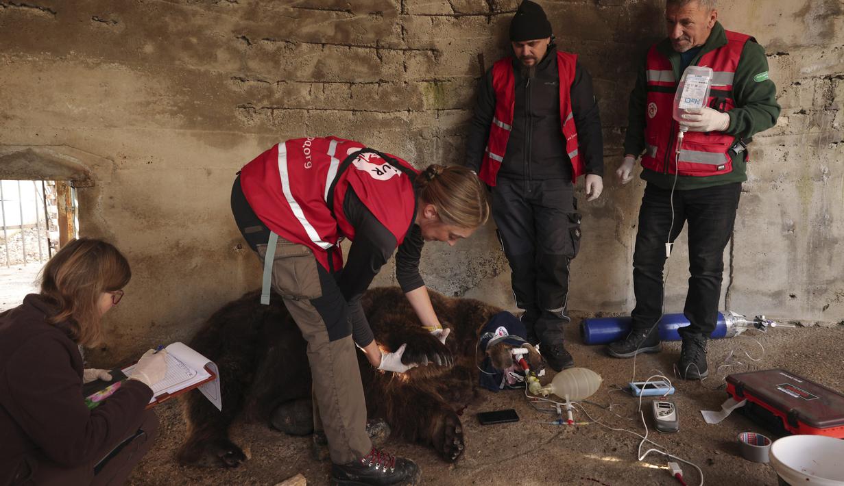 Setelah membius beruang coklat tersebut, aktivis dari badan amal hak-hak hewan "Four Paws" memeriksa Mark di dalam kandang kecilnya di Tirana, Albania, Rabu (7/12/2022). Mark menjadi beruang coklat terakhir Albania yang ada di penangkaran. (AP Photo/Franc Zhurda)
