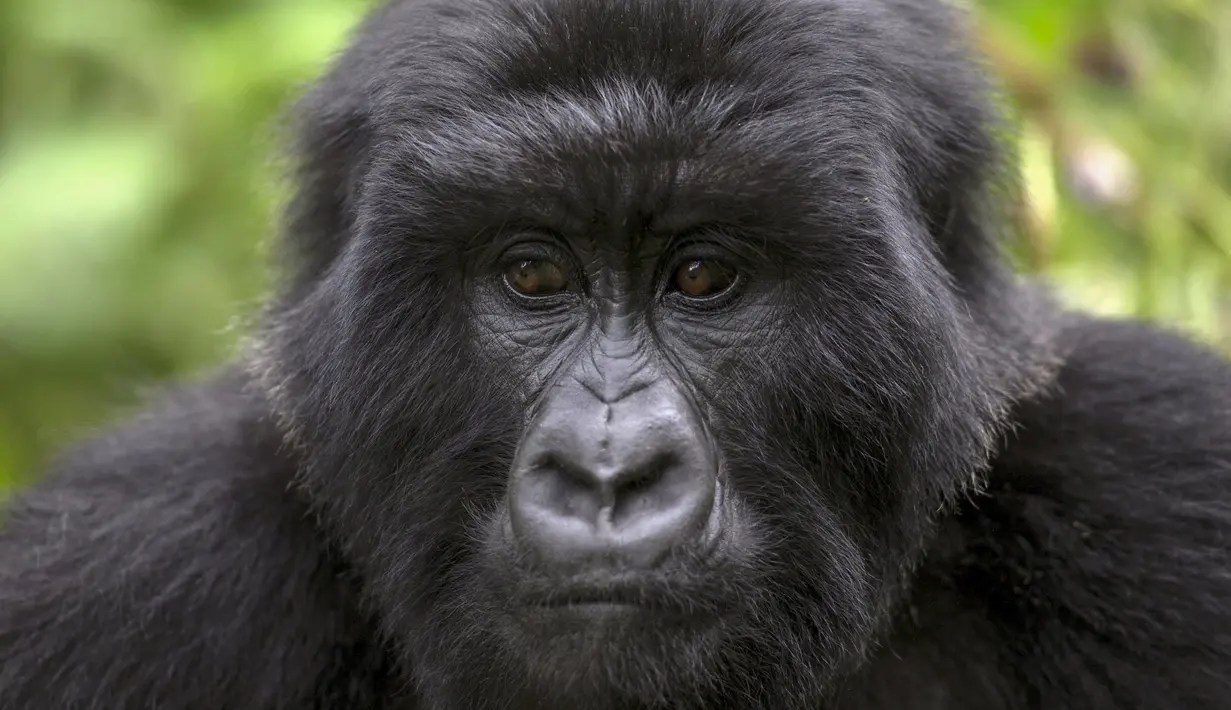 Gorila remaja bernama Cyizanye terlihat di Mgahinga Gorilla National Park, Uganda, Jumat (20/11/2015). Taman nasional terkecil di Uganda ini menyimpan sekitar 400 ekor Gorila. (REUTERS/Edward Echwalu)